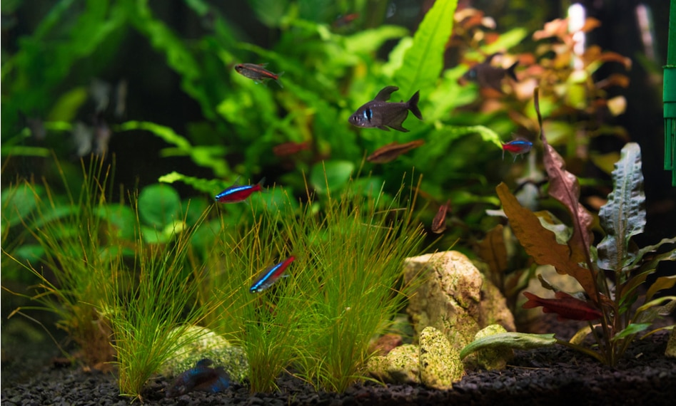 What is a Community Fish Tank?